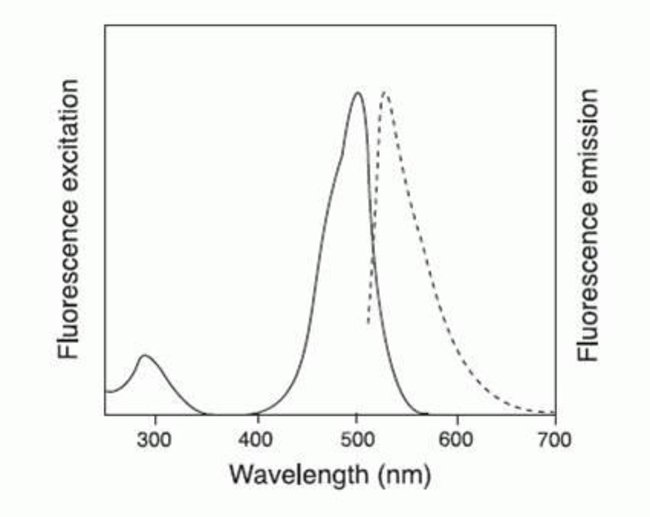 Fluorescence excitation and emission spectra of CellEvent Caspase-3/7